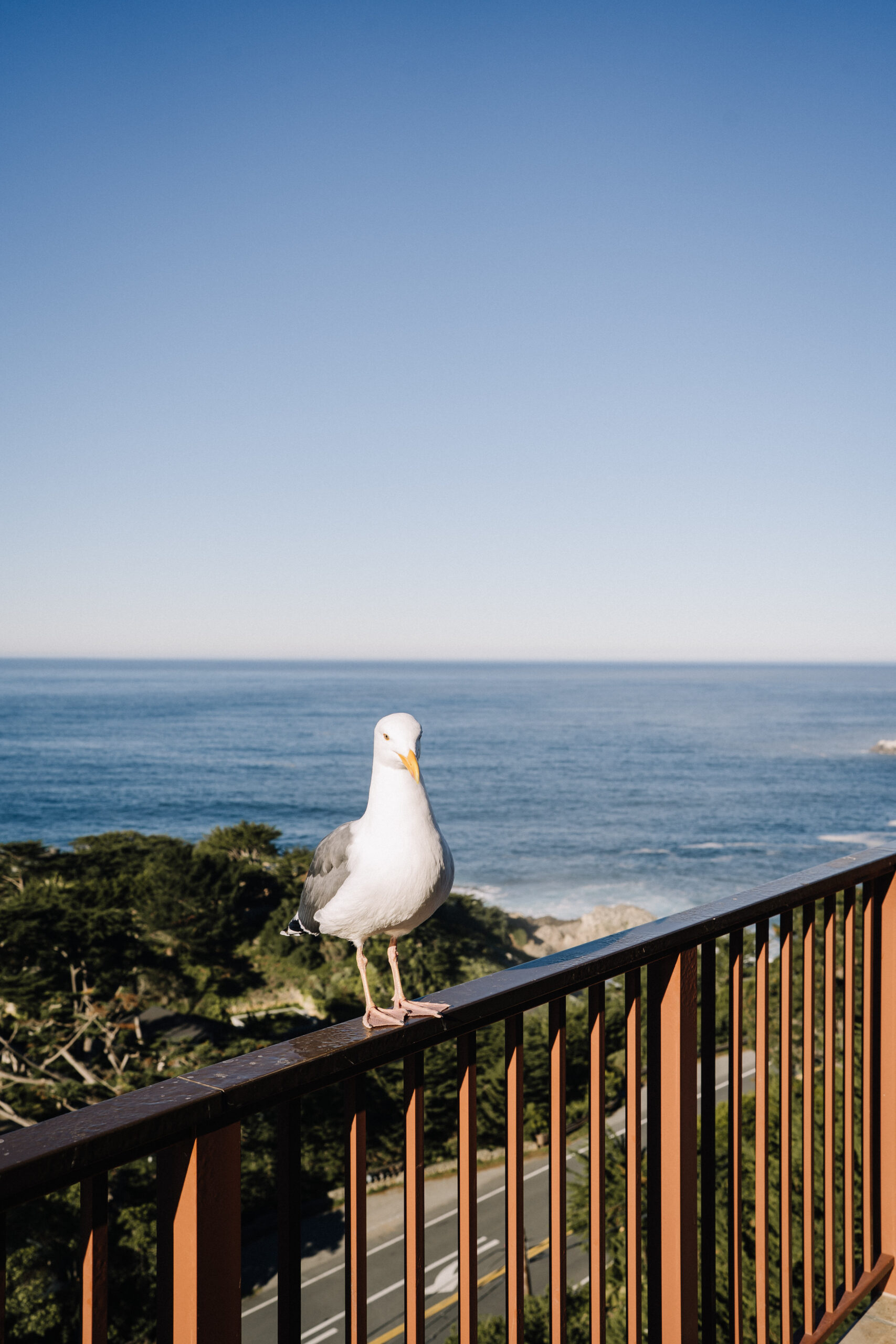 Seagull Big Sur Elopement